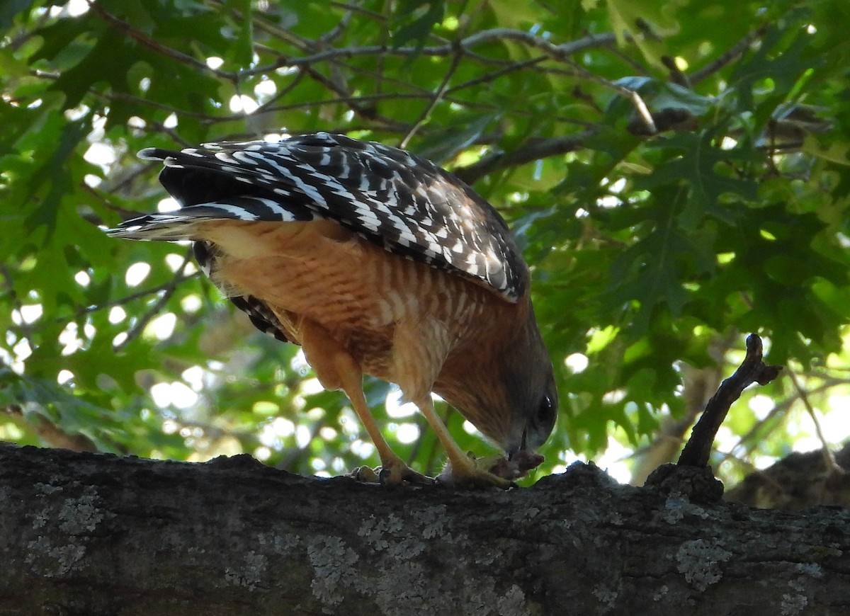 Red-shouldered Hawk - ML642856015