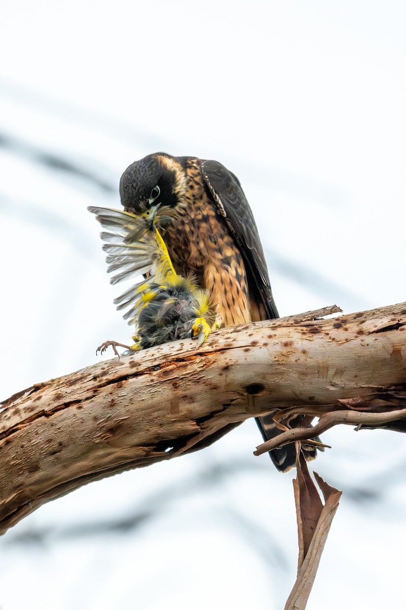 Australian Hobby - ML642856018