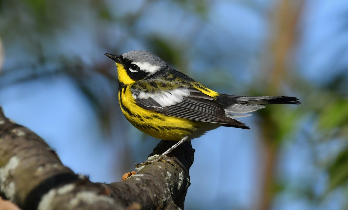 Magnolia Warbler - ML642856023