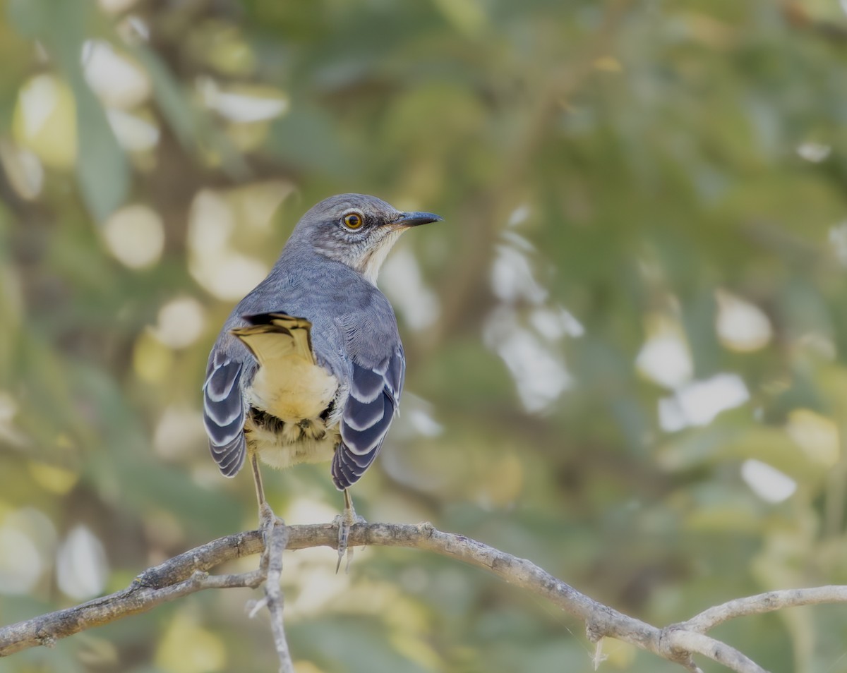 Northern Mockingbird - ML642856027