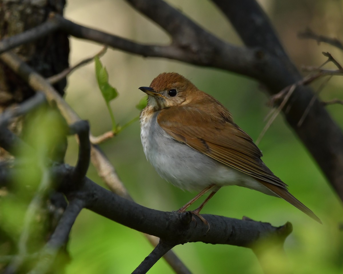 Veery - ML642856028