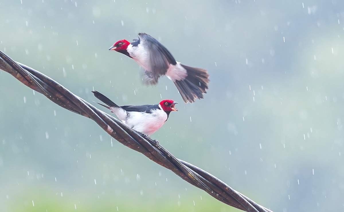Red-capped Cardinal (Red-capped) - Connor Cochrane