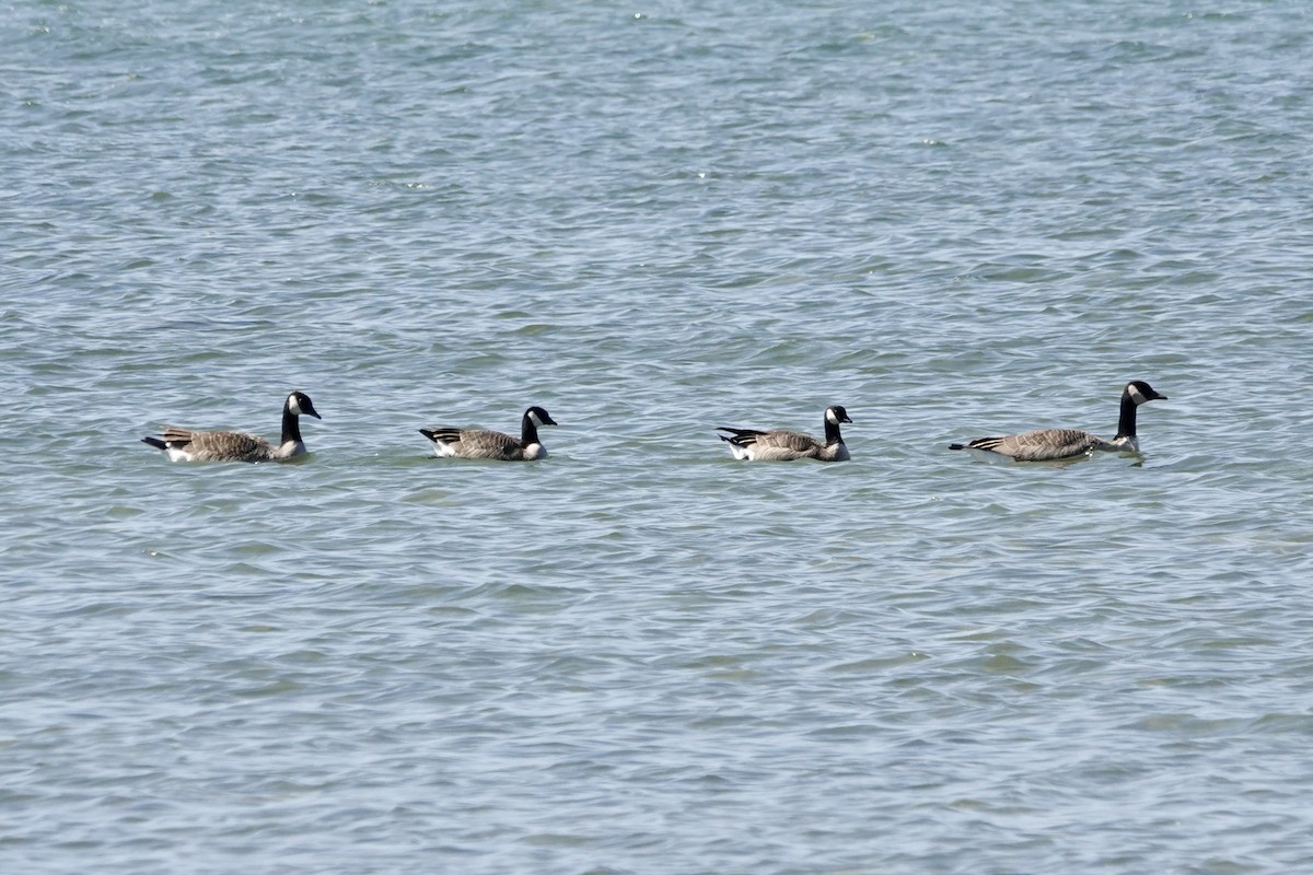 Cackling Goose - ML642856044