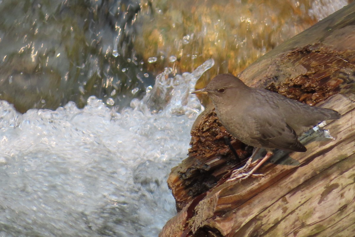 American Dipper - ML642856068