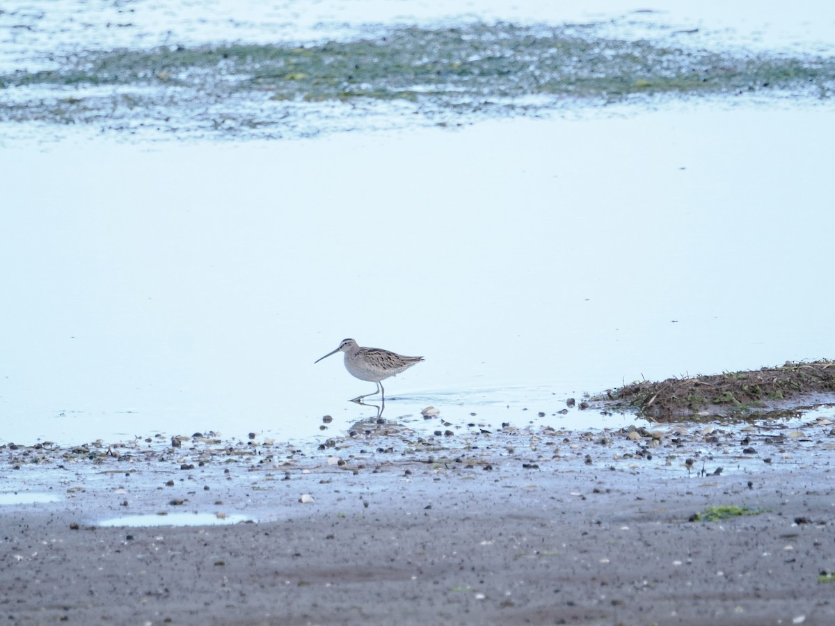 Short-billed Dowitcher - ML642856080