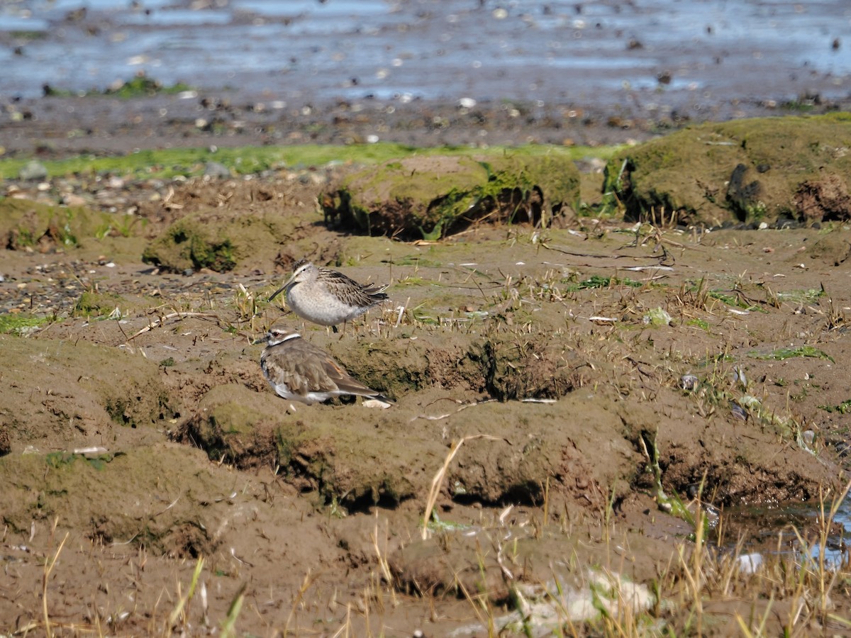 Short-billed Dowitcher - ML642856082