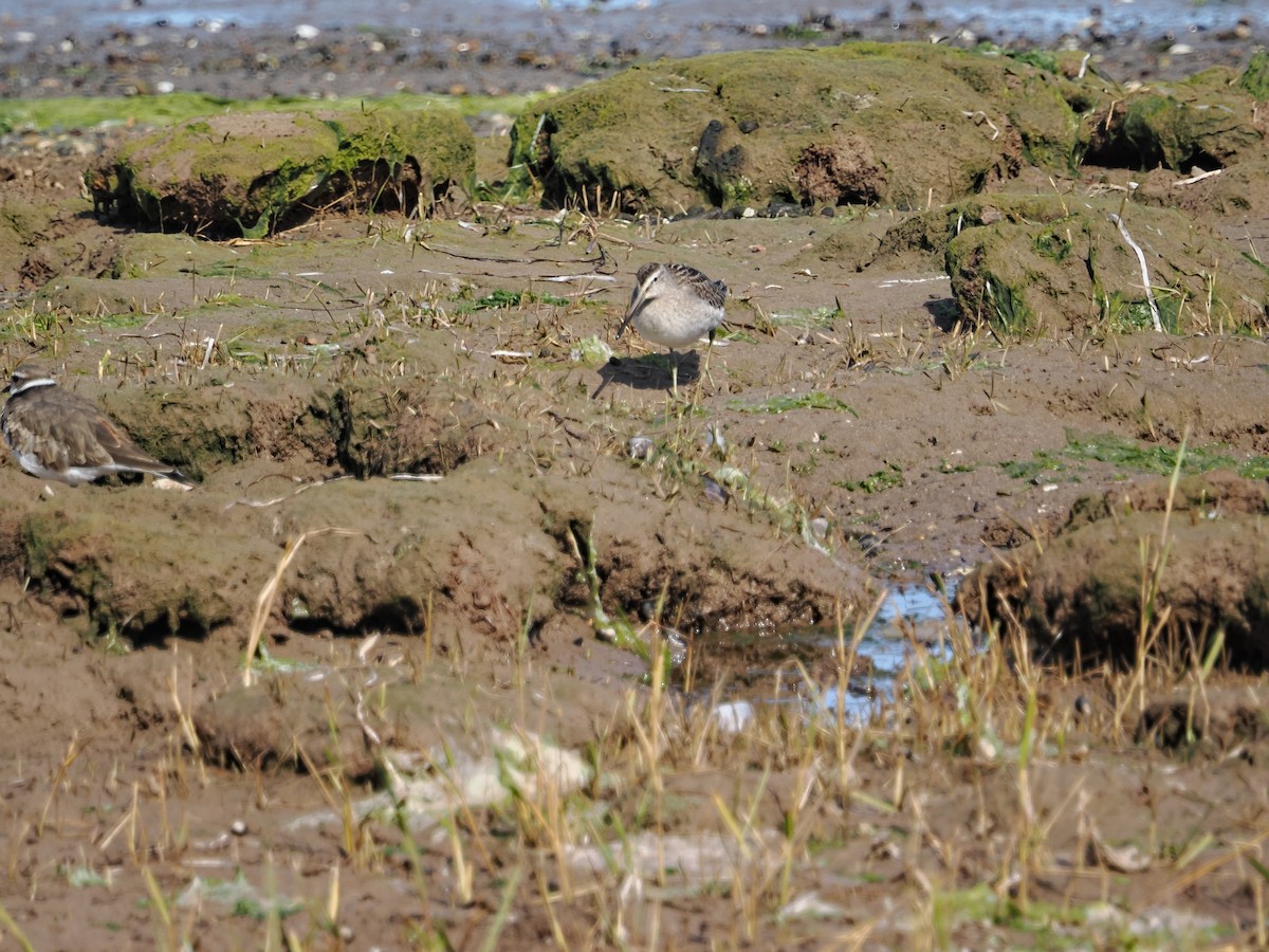 Short-billed Dowitcher - ML642856083