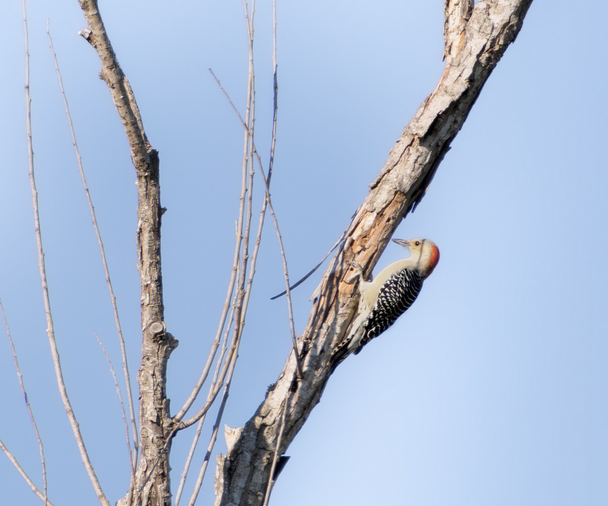 Red-bellied Woodpecker - ML642856089