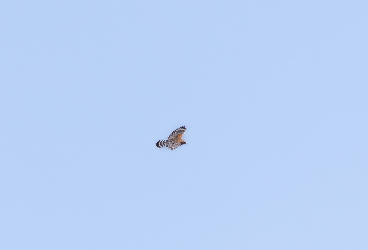 Red-shouldered Hawk - ML642856096