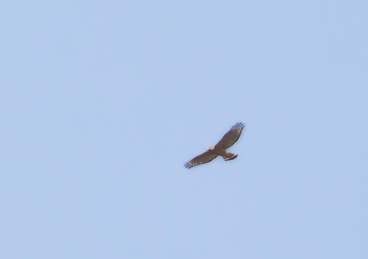 Red-shouldered Hawk - ML642856097