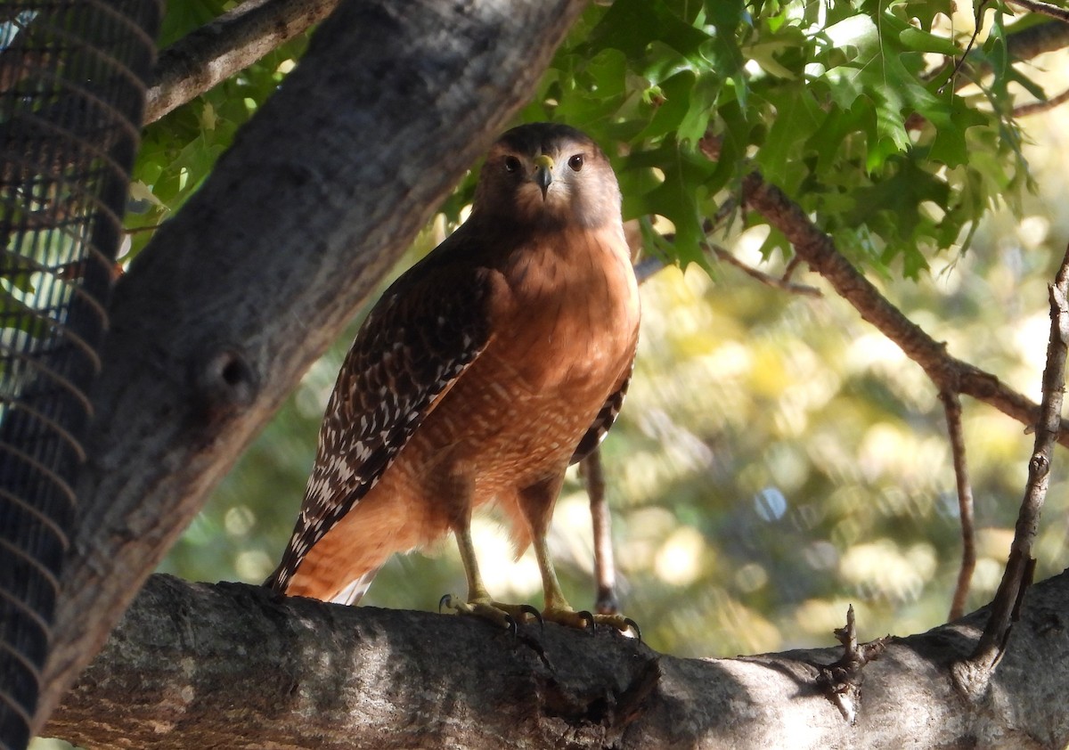 Red-shouldered Hawk - ML642856098