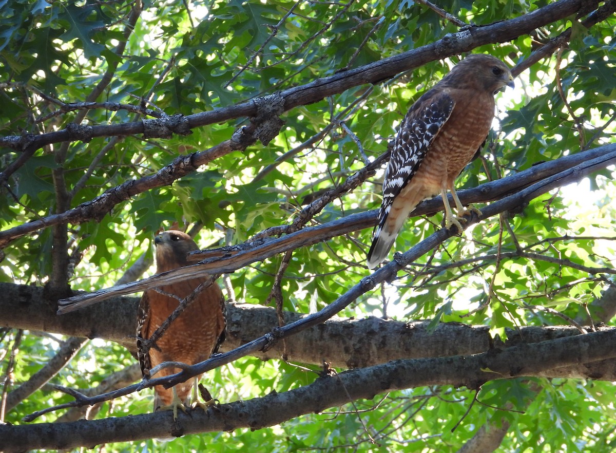 Red-shouldered Hawk - ML642856107