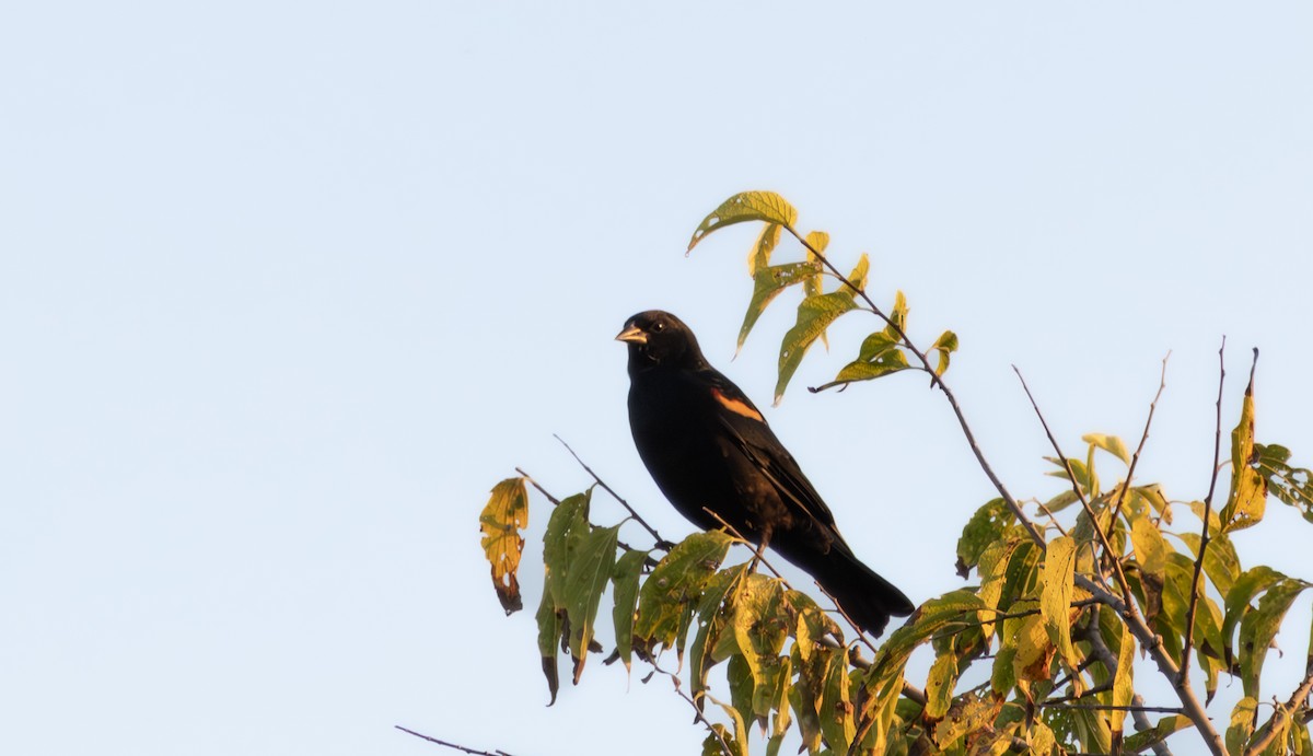 Red-winged Blackbird - ML642856112