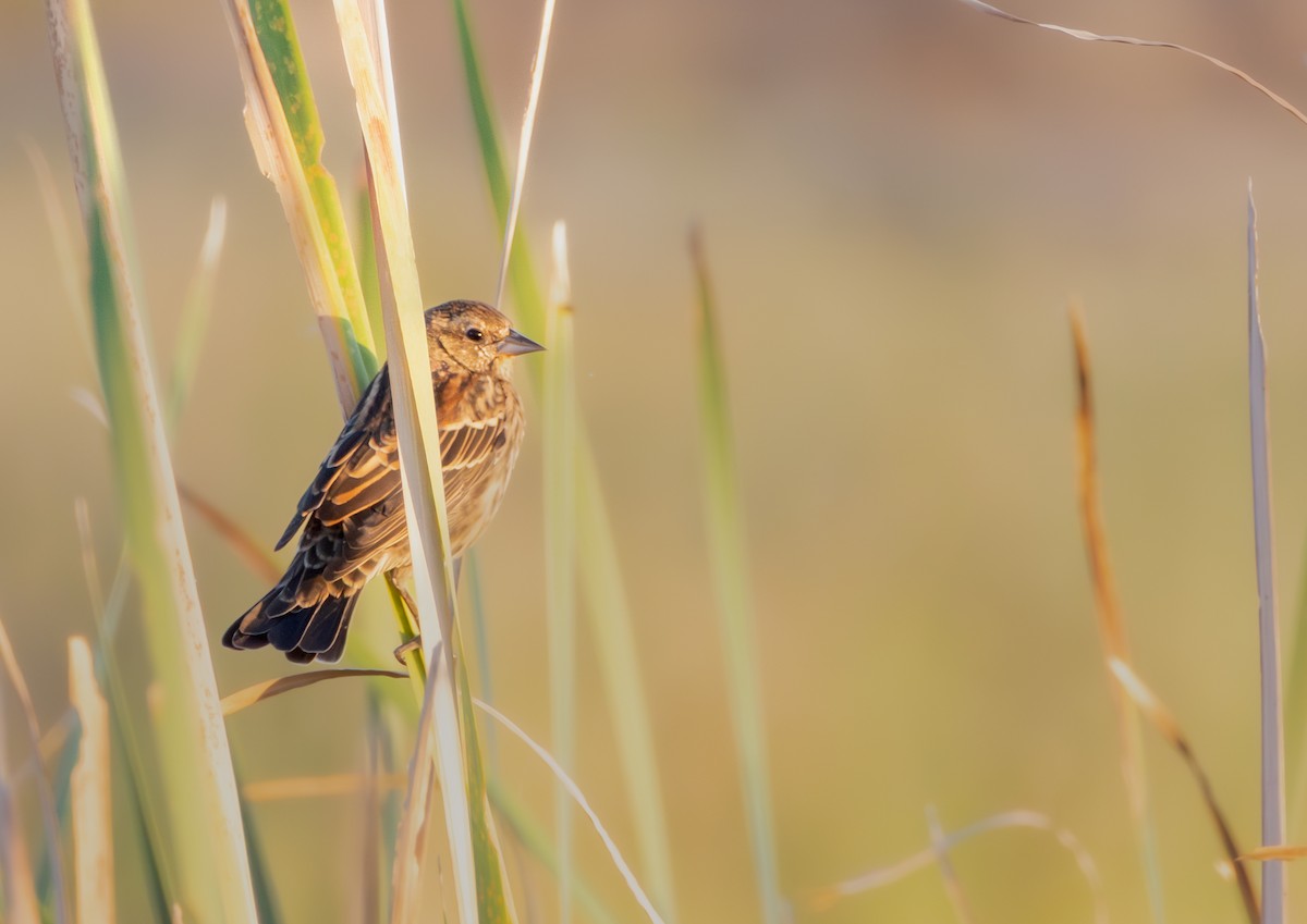 Red-winged Blackbird - ML642856129