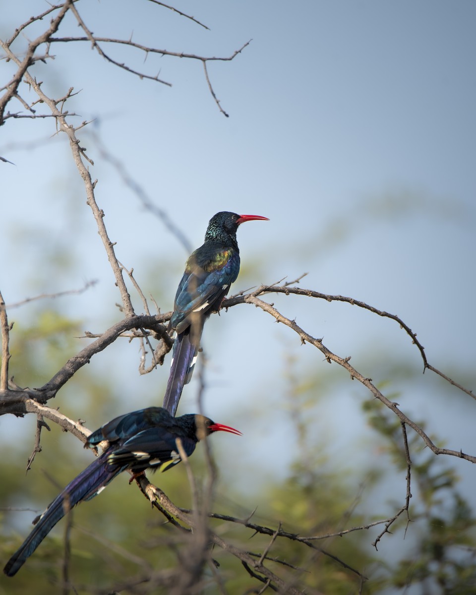 Green Woodhoopoe - ML642856130