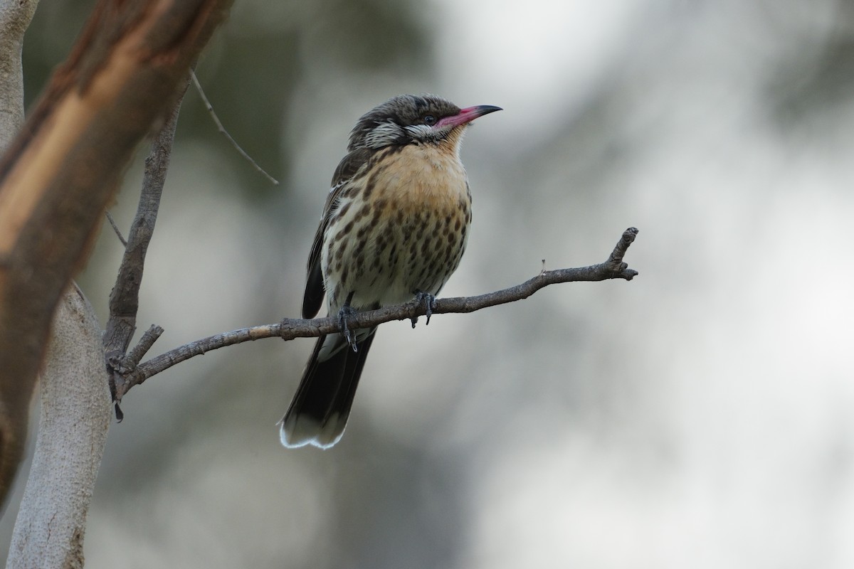 Spiny-cheeked Honeyeater - ML642856132