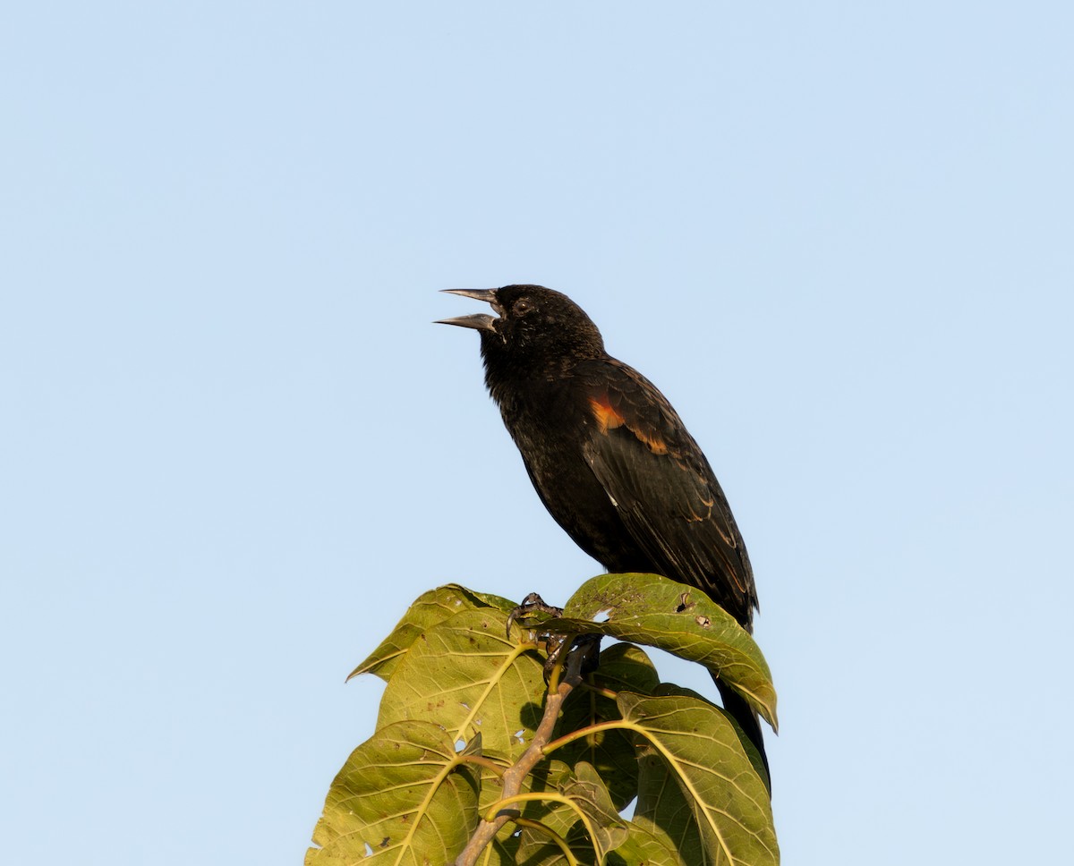 Red-winged Blackbird - ML642856133
