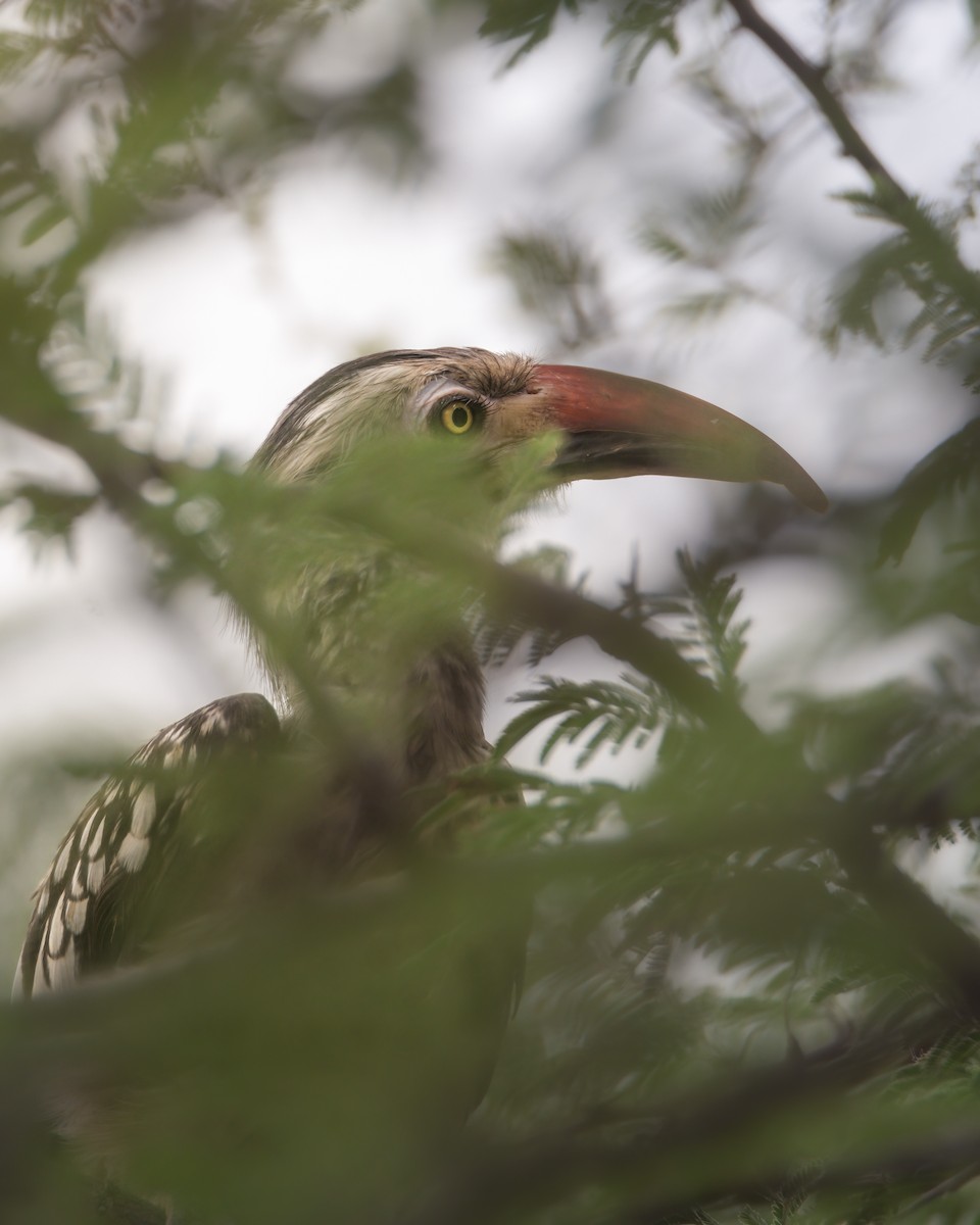Southern Red-billed Hornbill - ML642856134