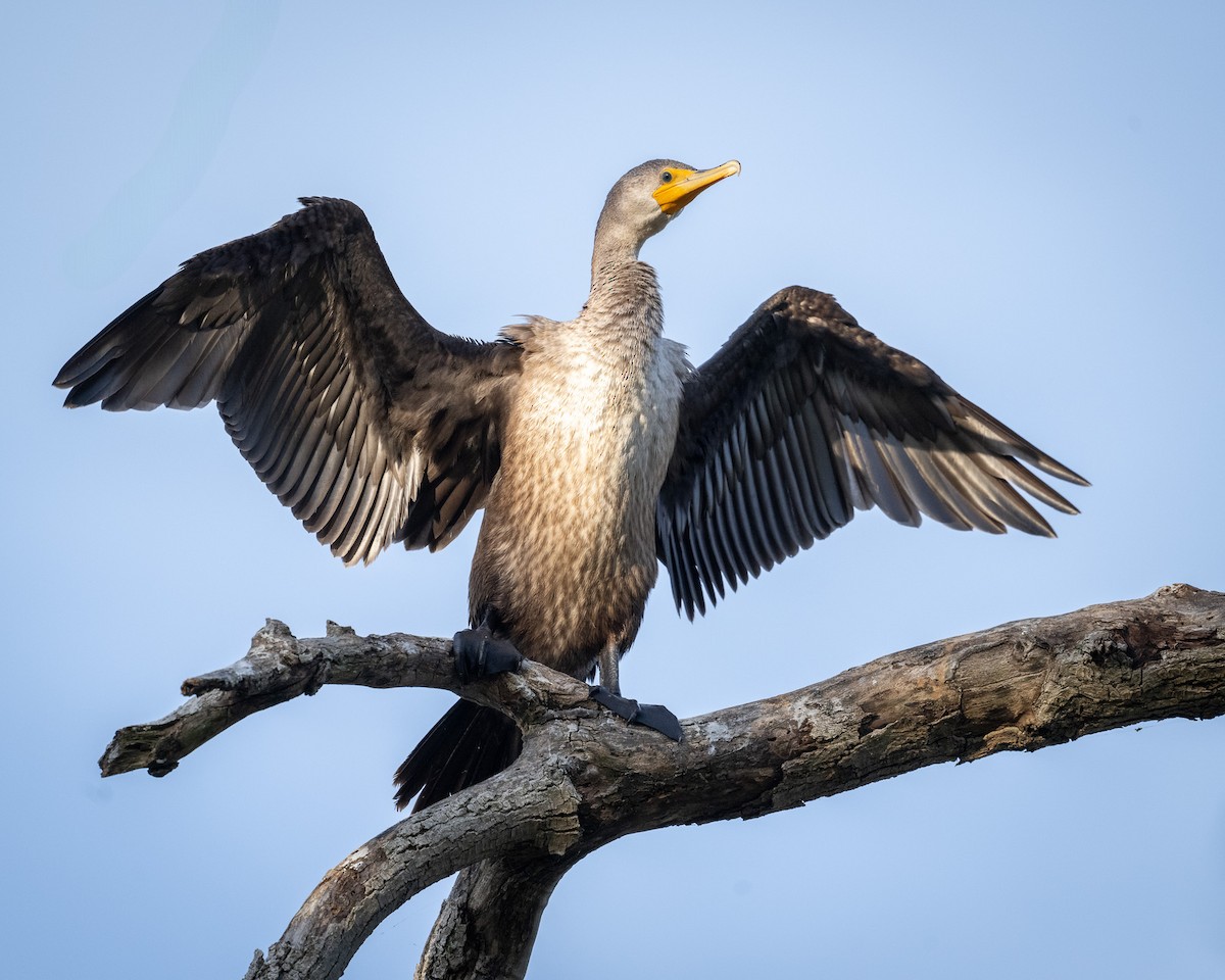 Double-crested Cormorant - ML642856135