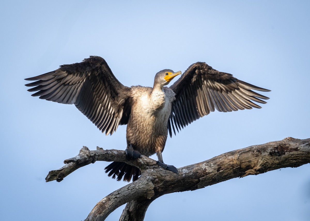Double-crested Cormorant - ML642856136
