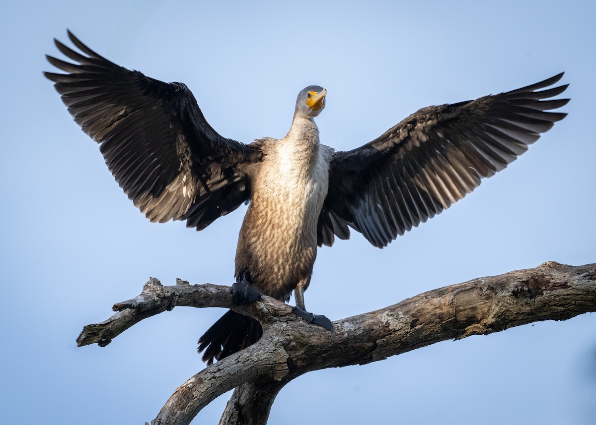 Double-crested Cormorant - ML642856137