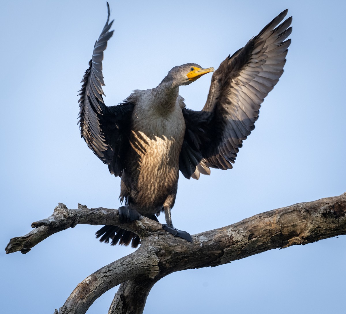 Double-crested Cormorant - ML642856138