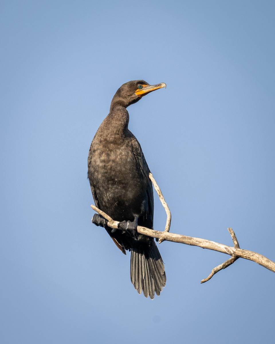 Double-crested Cormorant - ML642856139