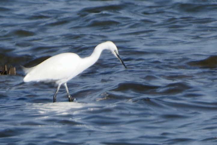 小白鷺 - ML642856141