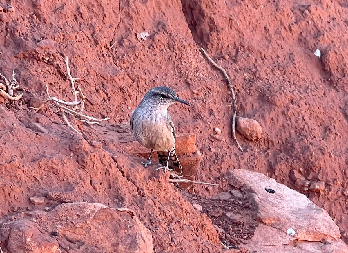Rock Wren - ML642856147