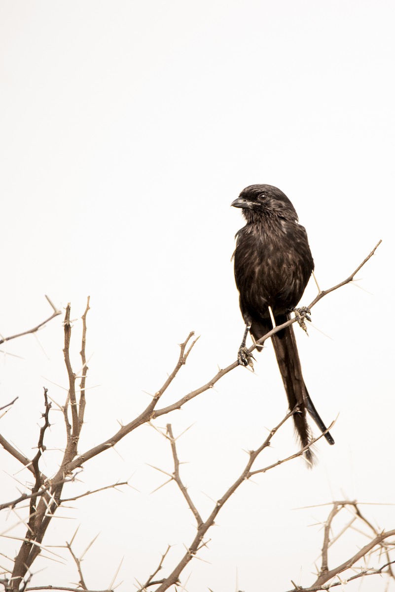 Magpie Shrike - ML642856148