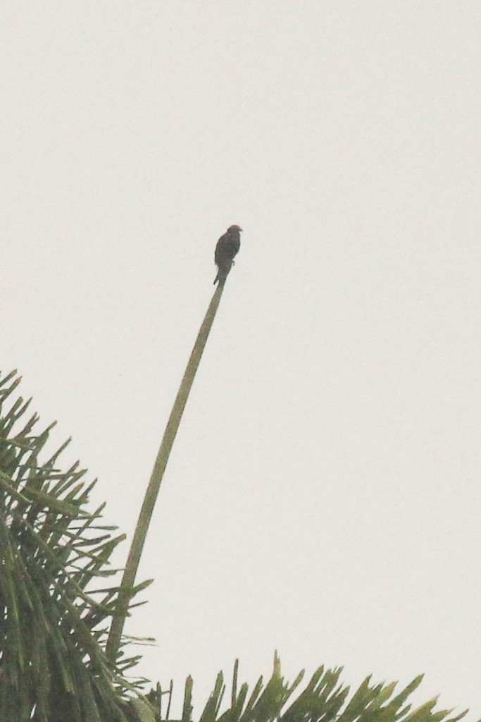 Black Caracara - ML642856154
