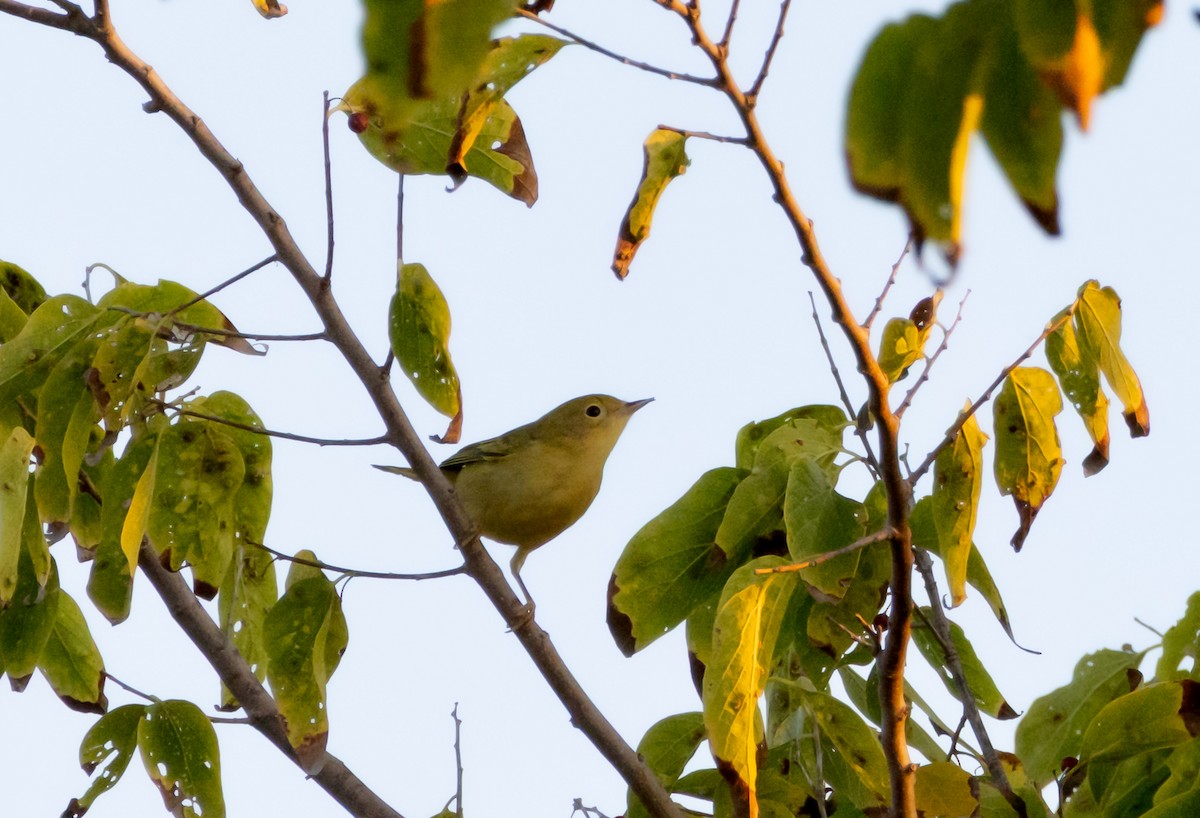Yellow Warbler - ML642856171