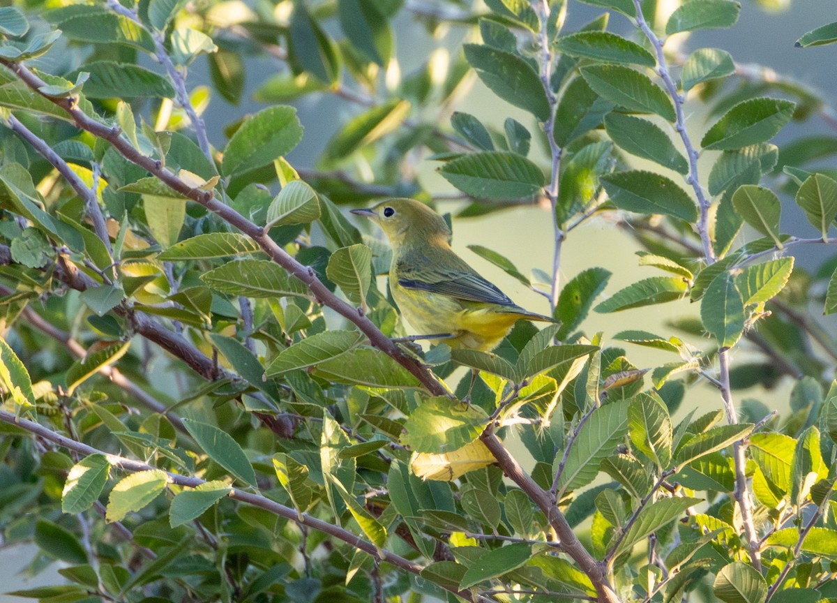 Yellow Warbler - ML642856176