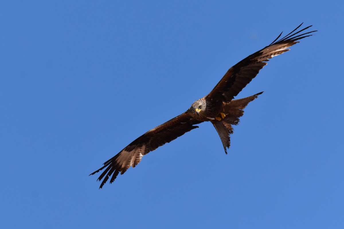 Red Kite - ML642856177
