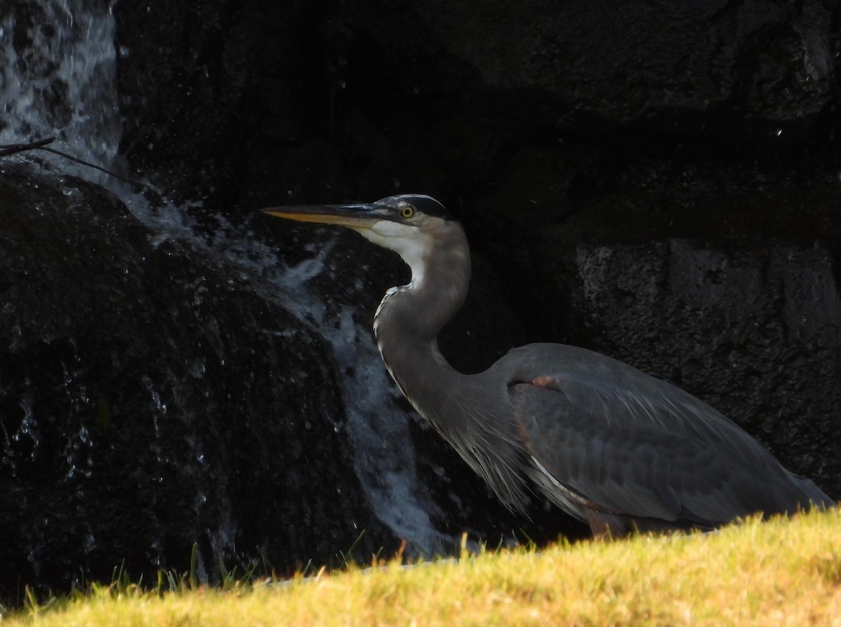Great Blue Heron - ML642856179