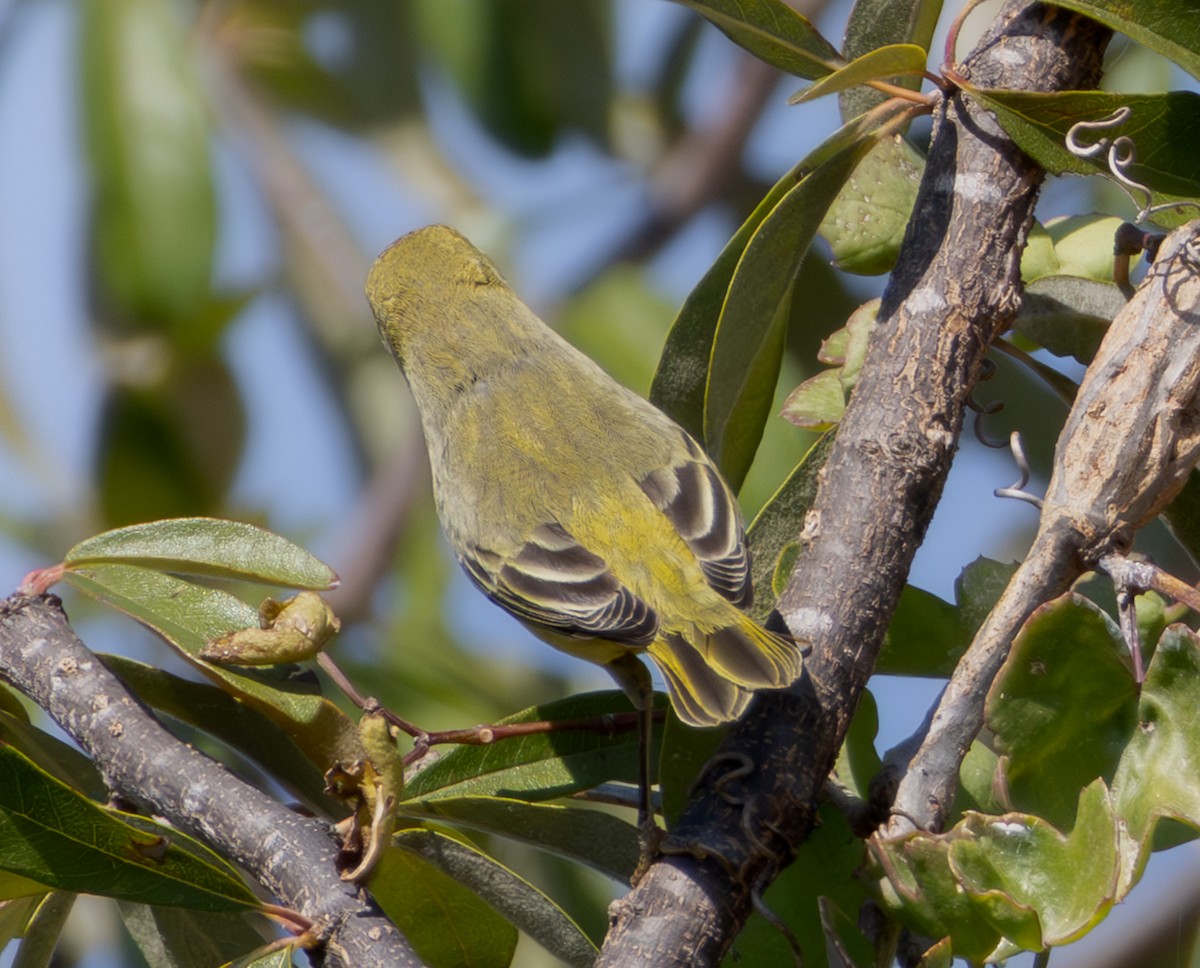 Yellow Warbler - ML642856180