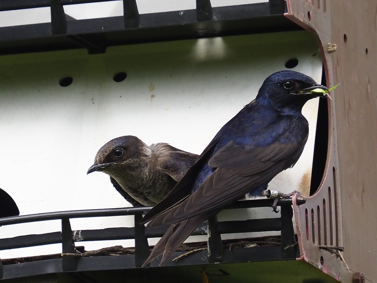Purple Martin - ML642856181
