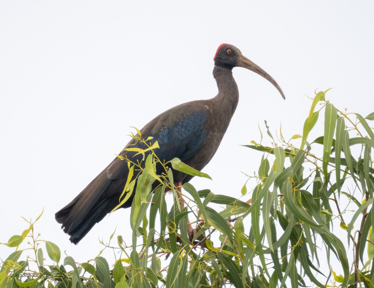 Red-naped Ibis - ML642856182