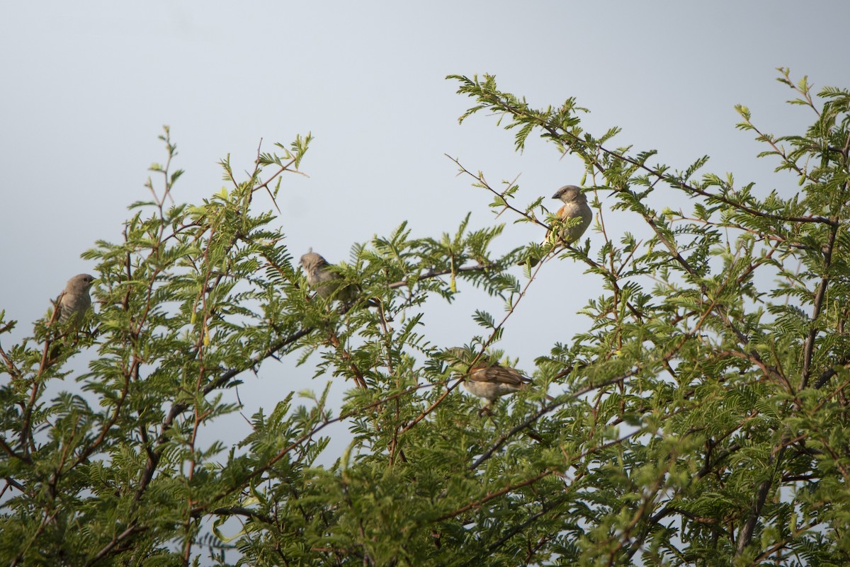 Southern Gray-headed Sparrow - ML642856184