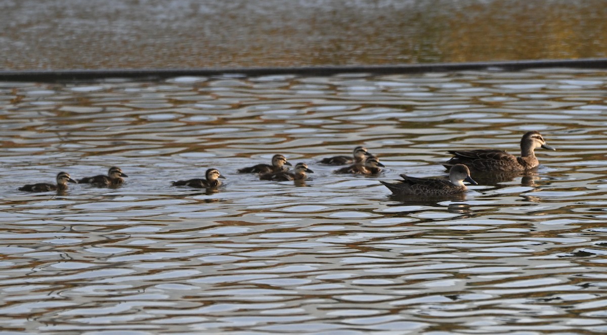 Pacific Black Duck - ML642856186