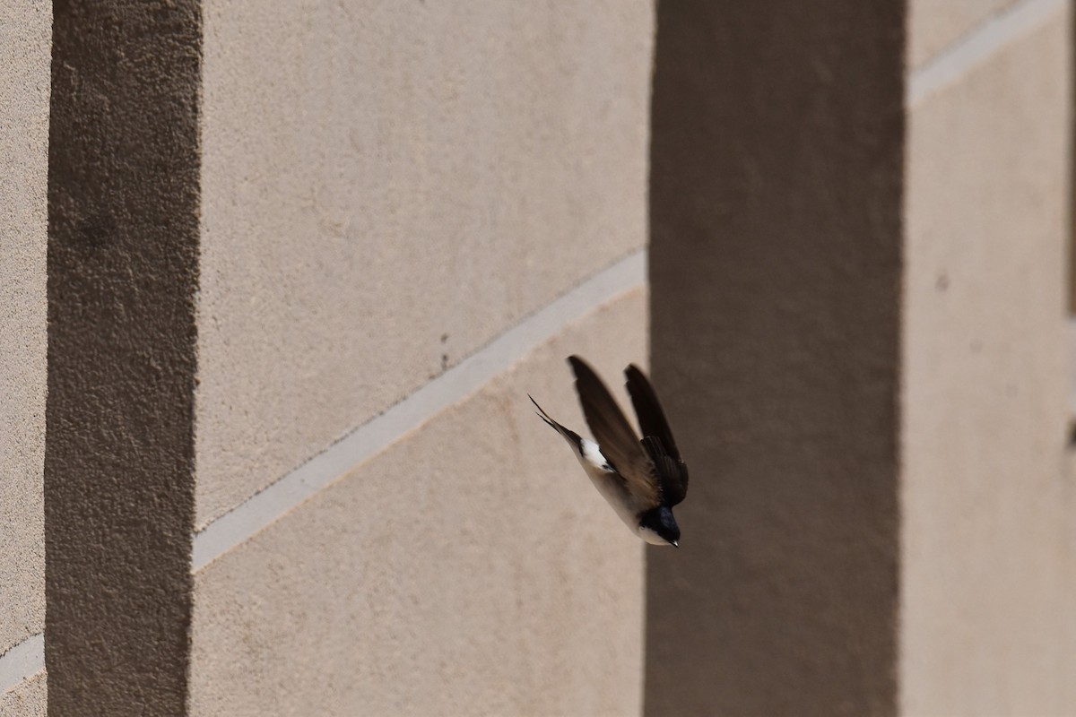 Western House-Martin - ML642856187