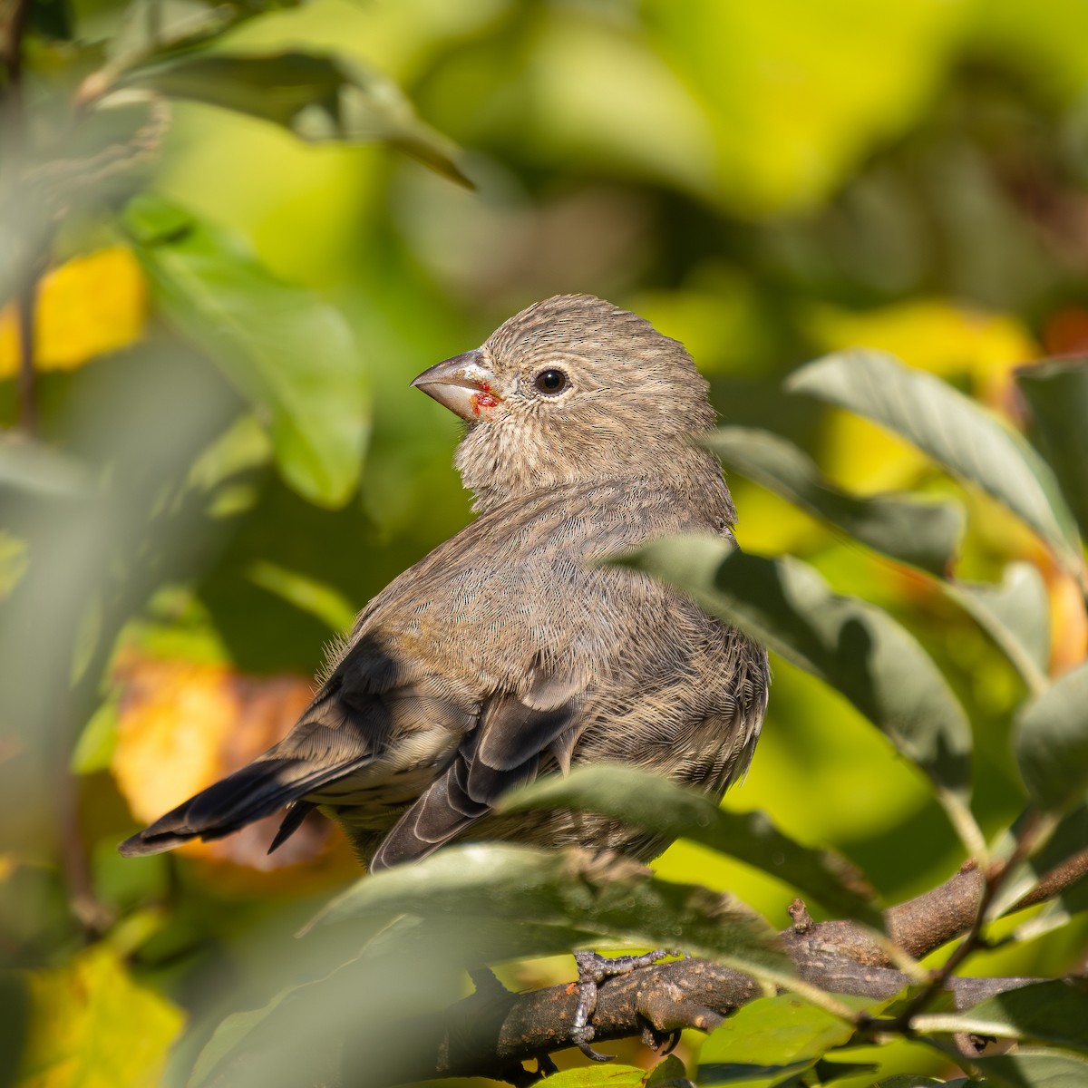 House Finch - ML642856188