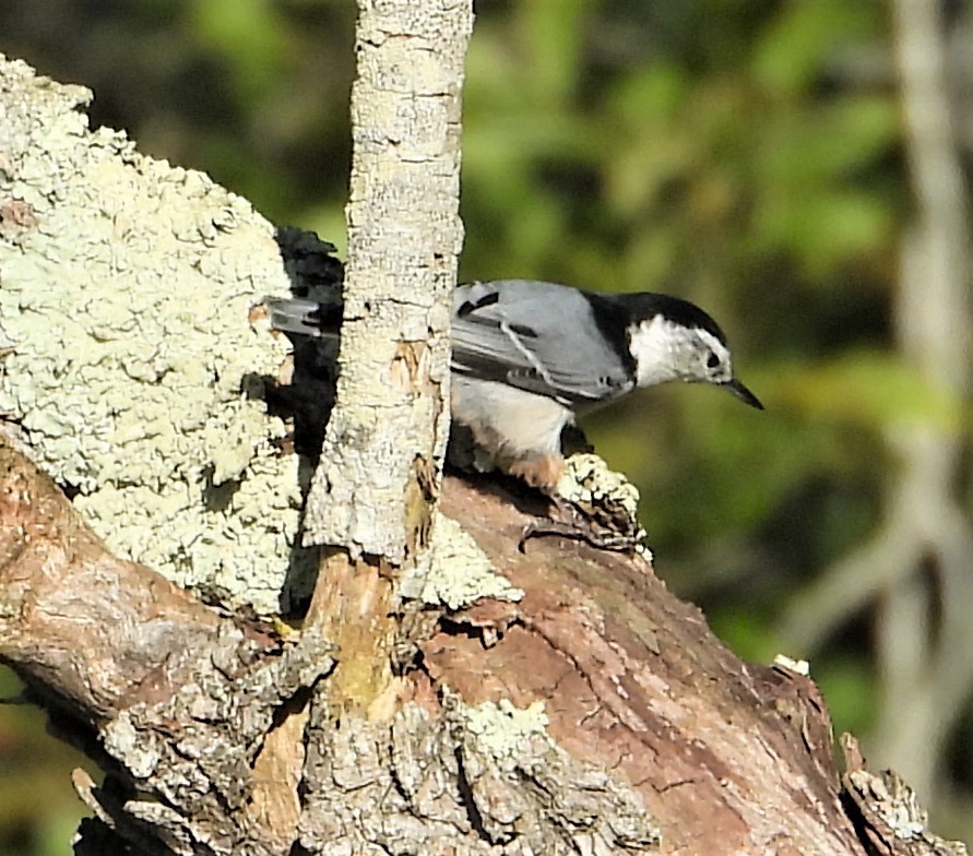 White-breasted Nuthatch - ML642856191