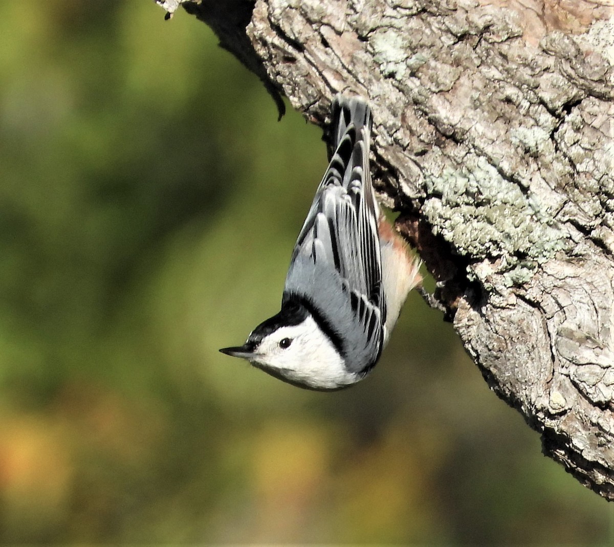 White-breasted Nuthatch - ML642856192