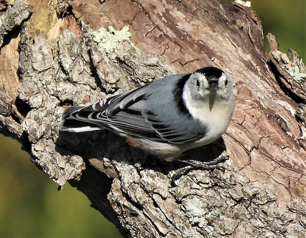 White-breasted Nuthatch - ML642856193