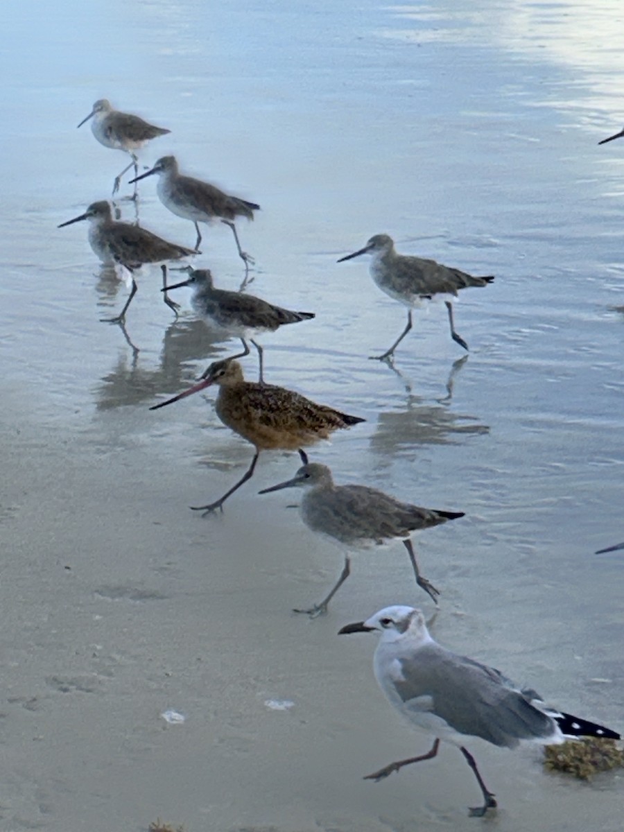 Marbled Godwit - ML642856208
