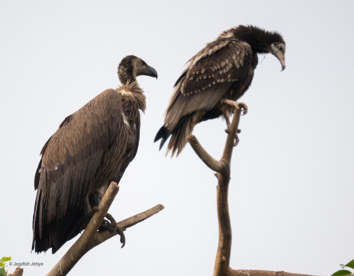 White-rumped Vulture - ML642856214