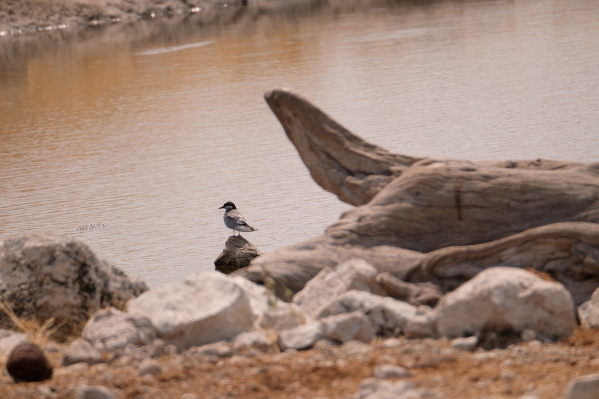 Whiskered Tern - ML642856216