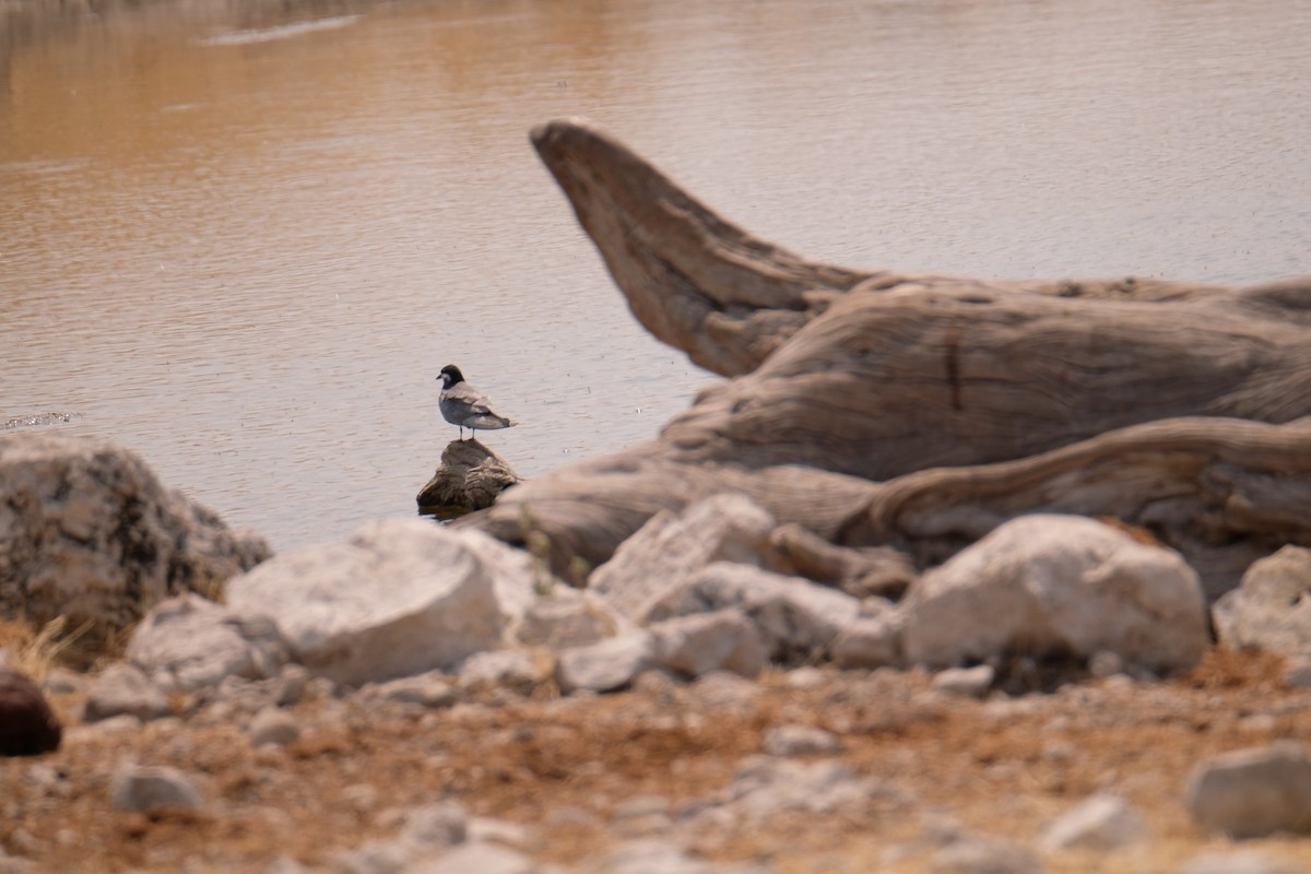 Whiskered Tern - ML642856217