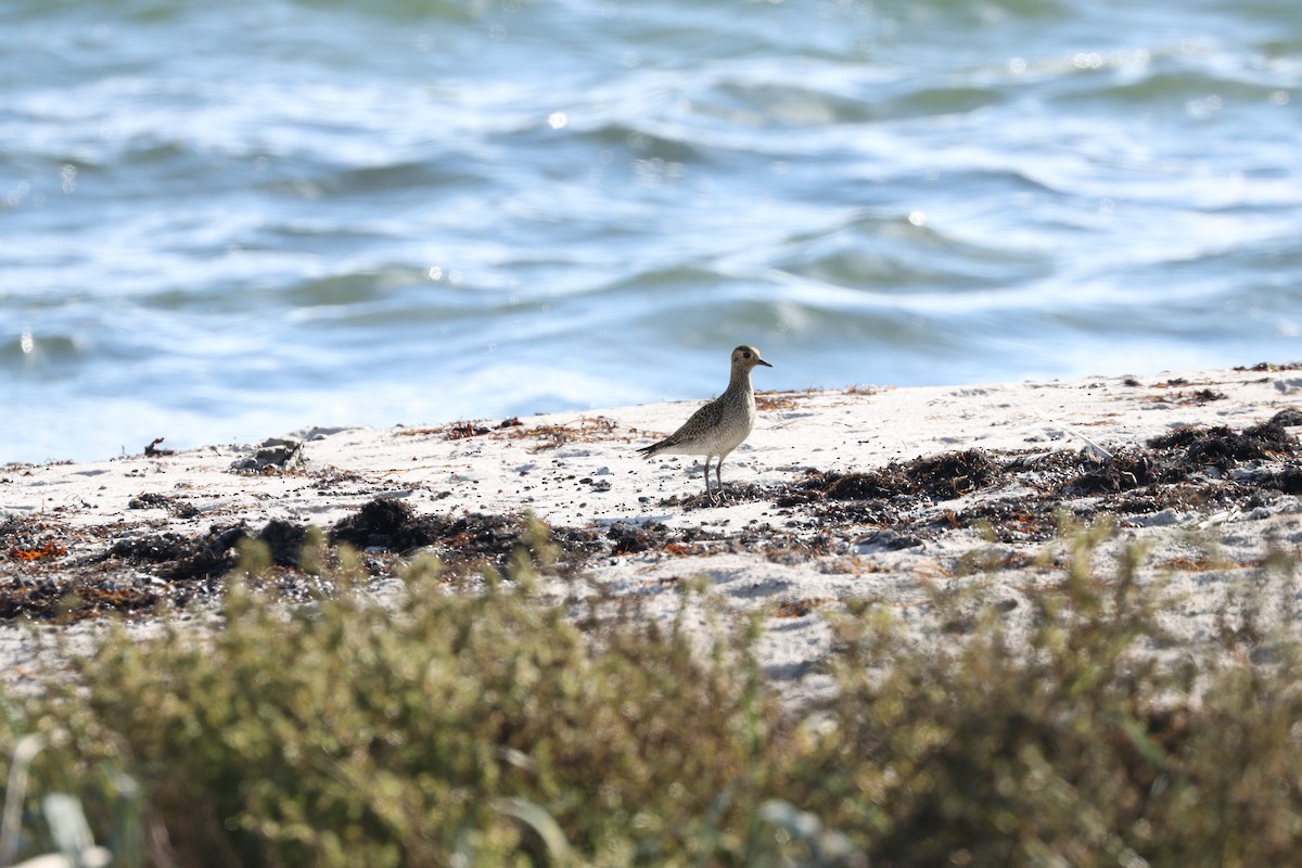 European Golden-Plover - ML642856220